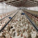 Sistema transportador de cadena KDN