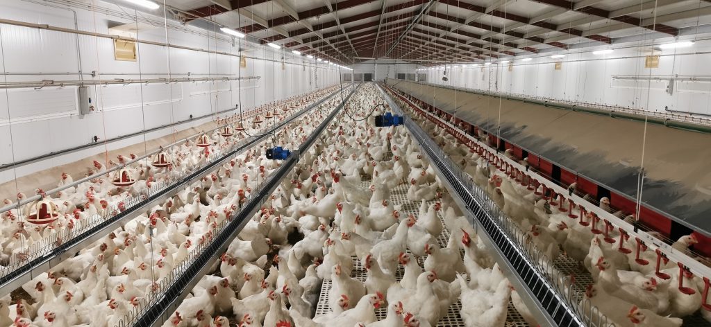 Comedero avícola de reproductoras de Canal