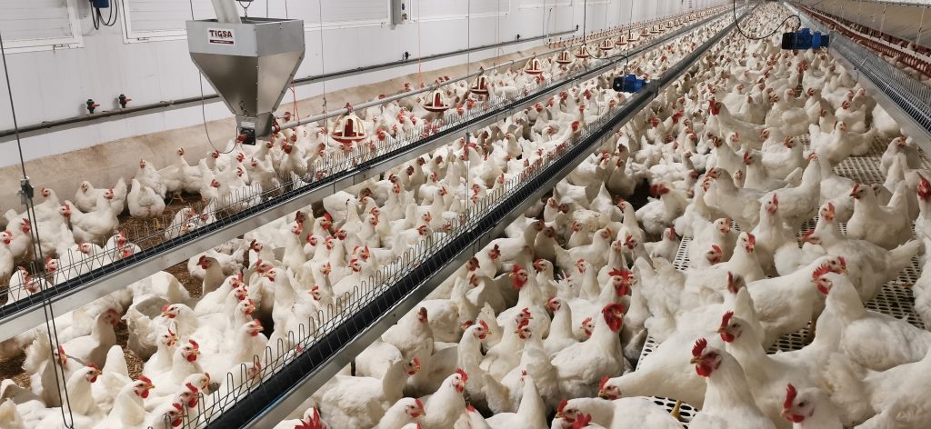 Comedero avícola de reproductoras de Canal