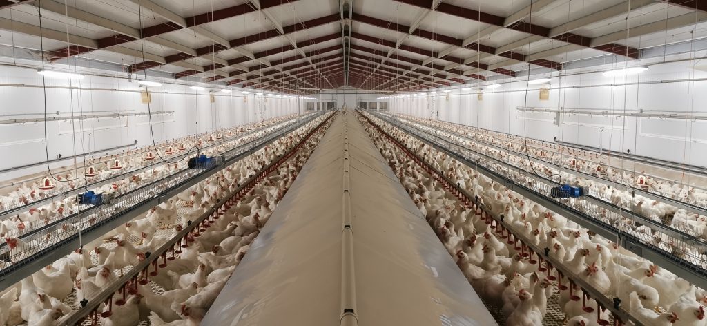 Comedero avícola de reproductoras de Canal