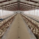 Comedero avícola de reproductoras de Canal