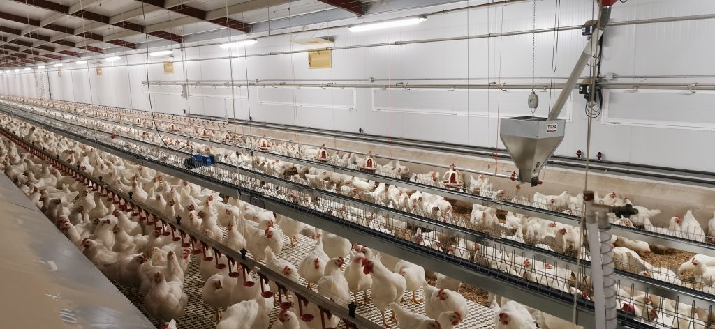 Comedero avícola de reproductoras de Canal