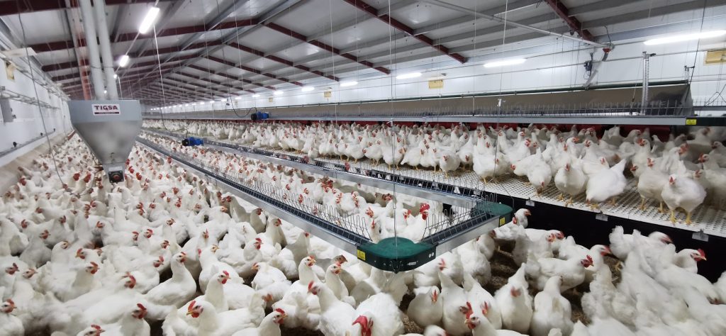 Comedero avícola de reproductoras de Canal