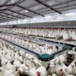 Comedero avícola de reproductoras de Canal