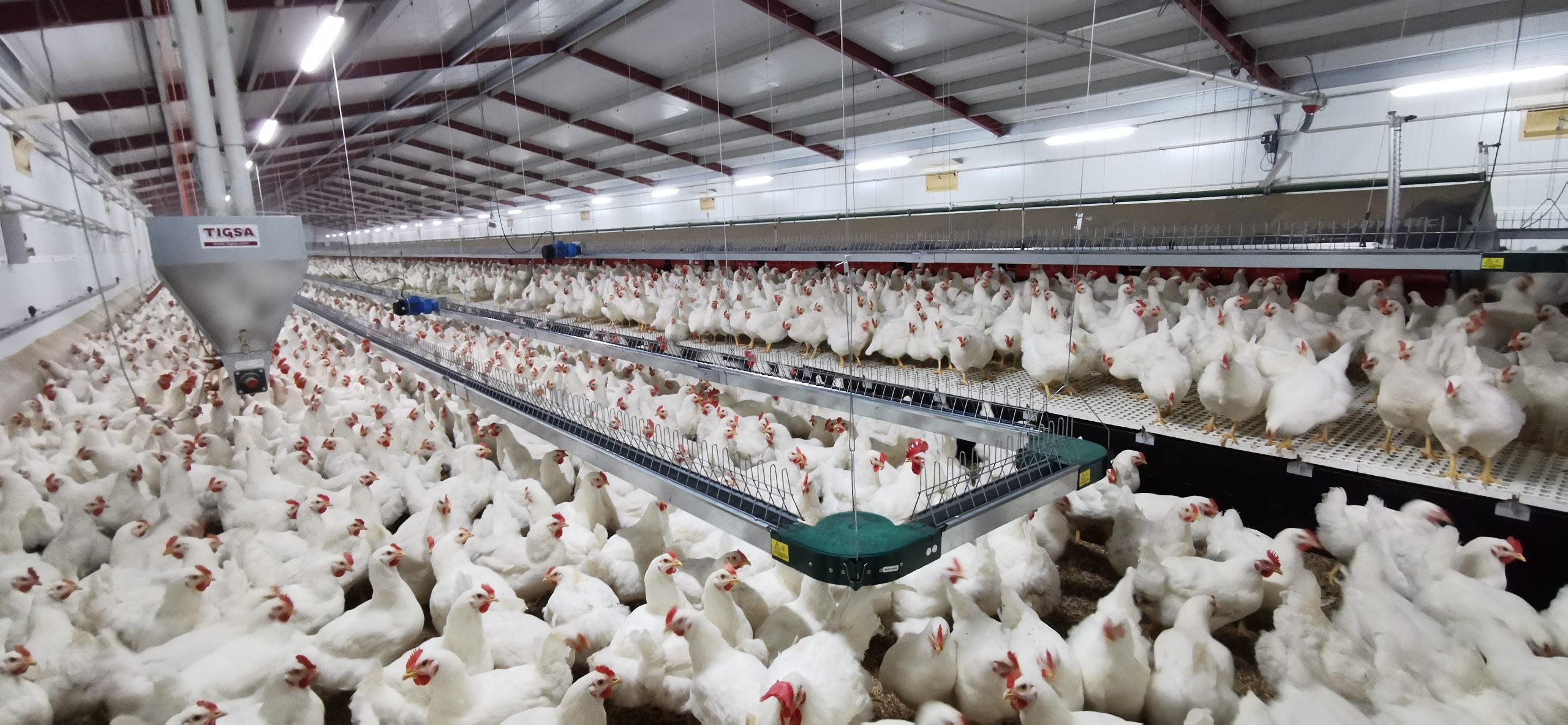 Menjadora avícola per a reproductores de canal