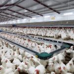 Sistema transportador de cadena KDN