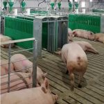 Estación dac  Electrofeed para gestación grupal MAXIMUS