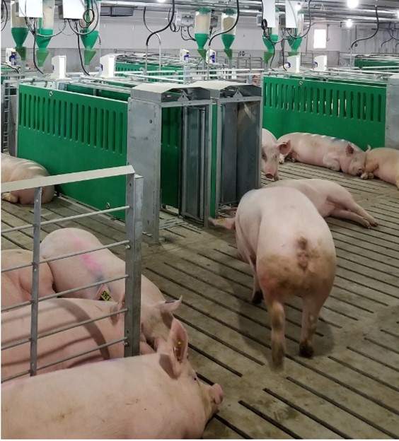 Estación dac  Electrofeed para gestación grupal MAXIMUS