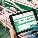 Estación dac  Electrofeed para gestación grupal MAXIMUS