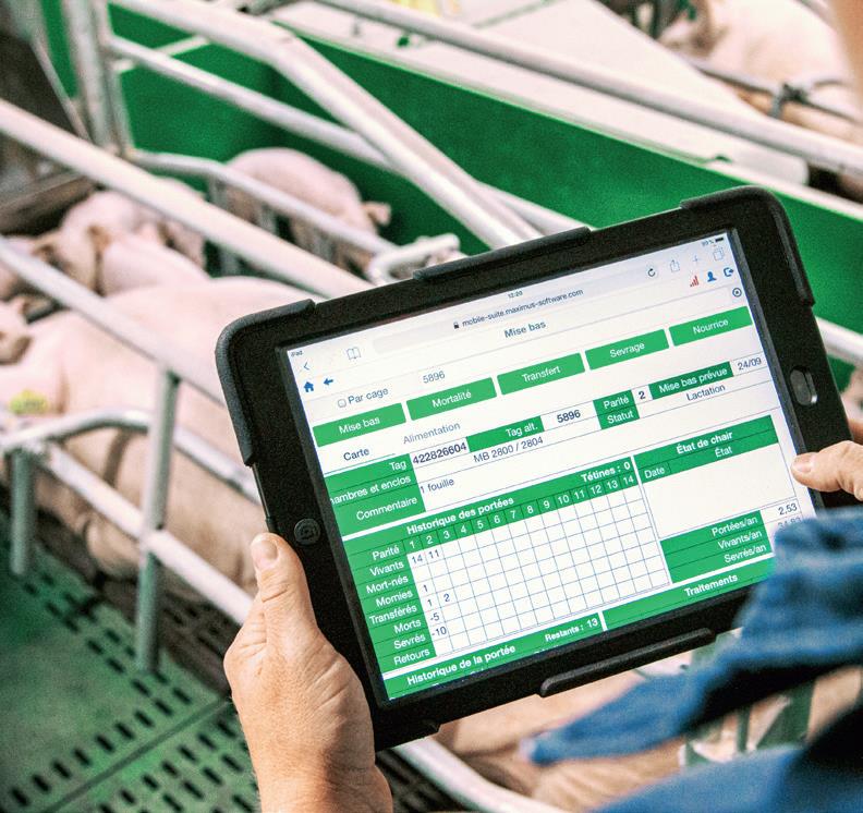 Estación dac  Electrofeed para gestación grupal MAXIMUS