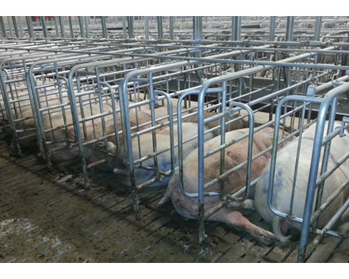 Jaula de Auto-Captura