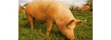 ordenacion sectorial porcino intensivo