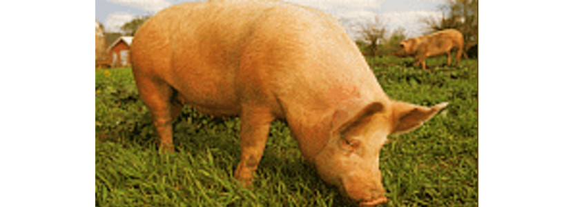 ordenacion sectorial porcino intensivo