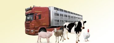 Guias transporte animal