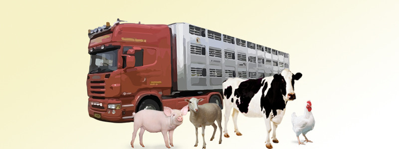Guias transporte animal